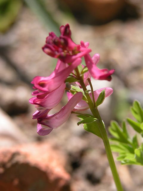 Corydalis buschii (Corydalis buschii)