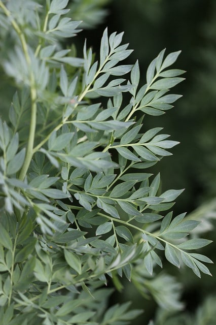 Corydalis caseana (Corydalis caseana)