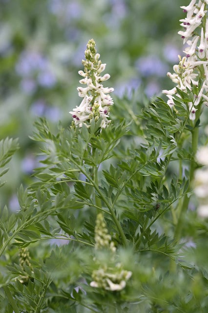 Corydalis caseana