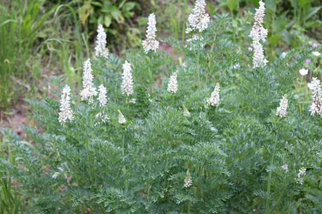 Corydalis caseana