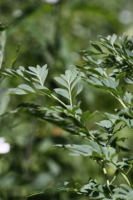 Corydalis caseana