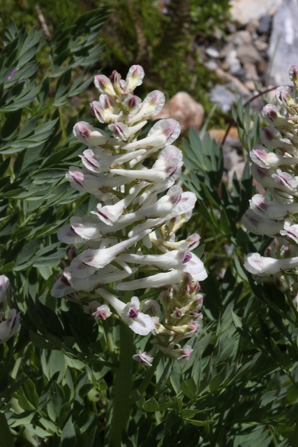 Corydalis caseana