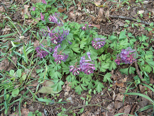 Corydale creuse (Corydalis cava)