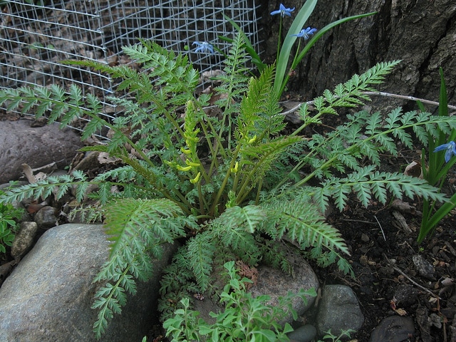 Corydalis cheilanthifolia