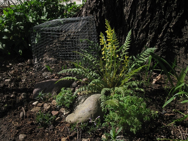 Corydalis cheilanthifolia