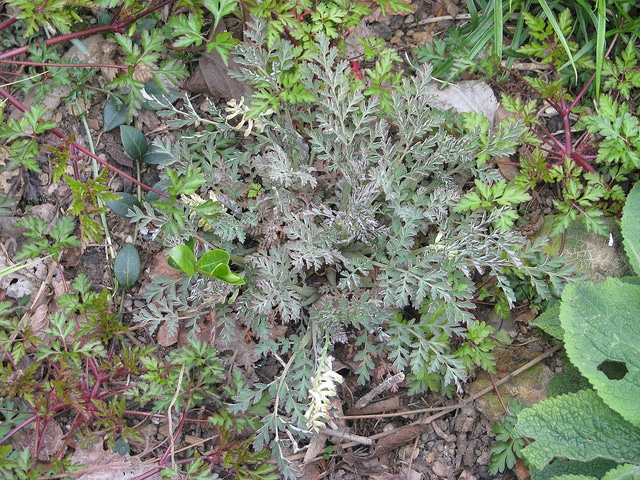 Corydalis cheilanthifolia (Corydalis cheilanthifolia)