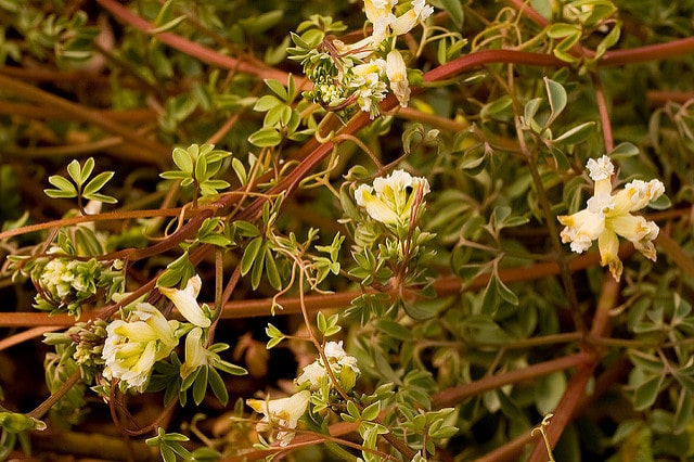 Corydale à vrilles (Corydalis claviculata)