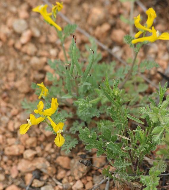 Corydalis curvisiliqua