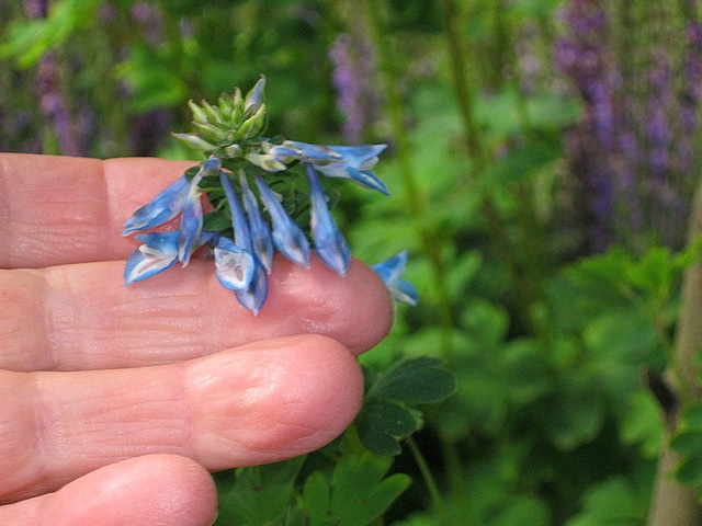 Corydalis elata