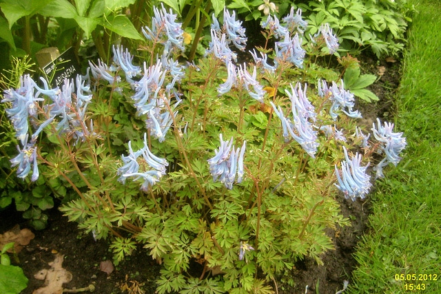 Corydalis elata