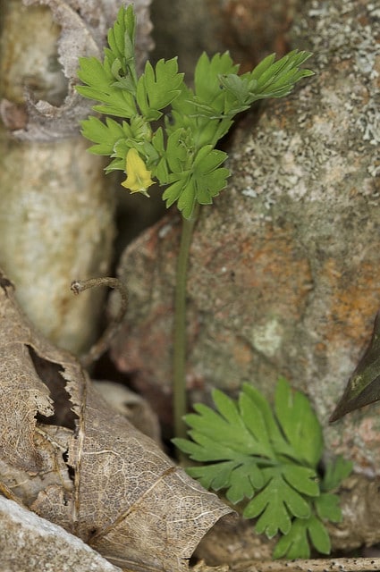 Corydalis flavula