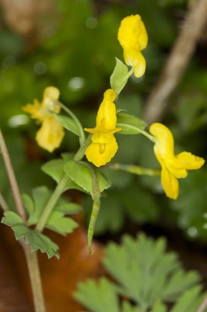 Corydalis flavula