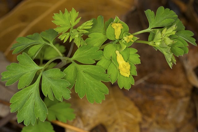 Corydalis flavula