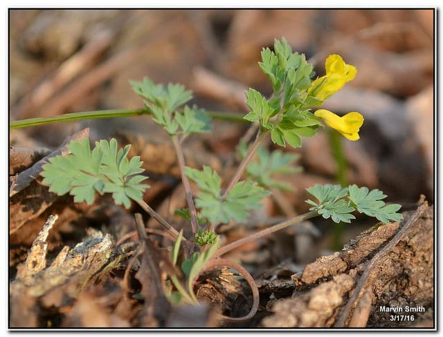 Corydalis flavula