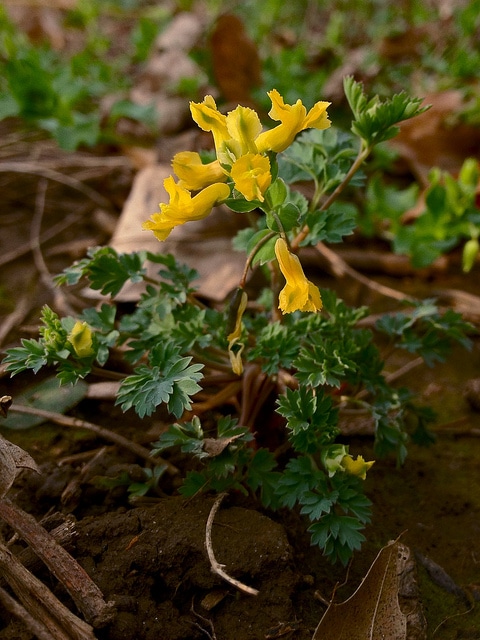 Corydalis flavula