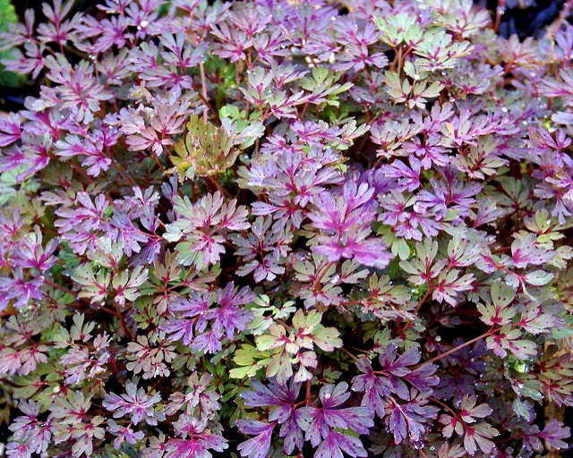 Corydalis flexuosa (Corydalis flexuosa)