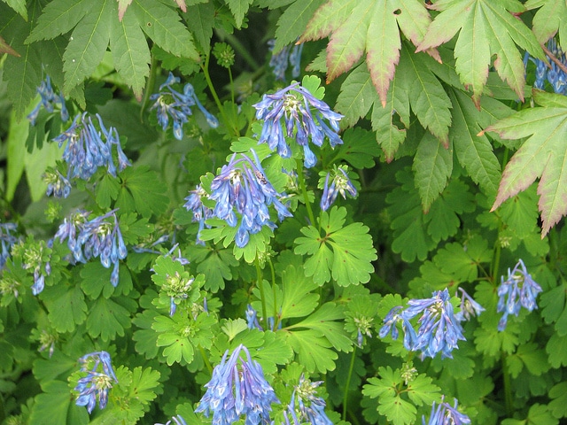 Corydalis flexuosa
