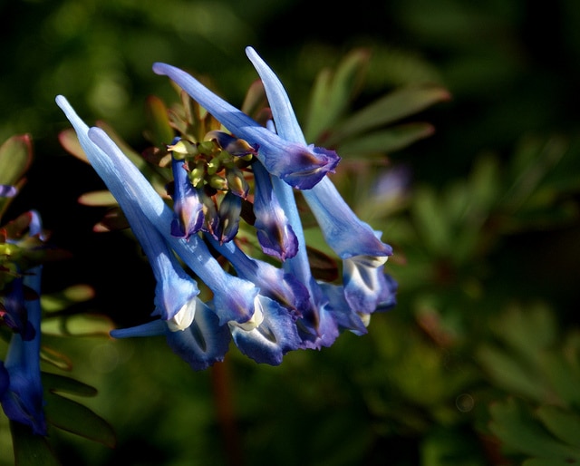 Corydalis flexuosa