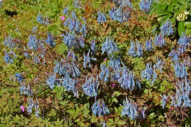 Corydalis flexuosa
