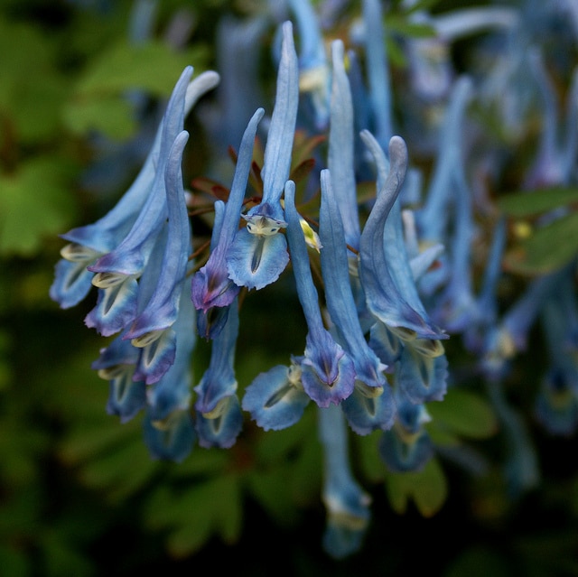 Corydalis flexuosa