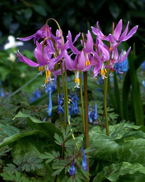 Corydalis flexuosa