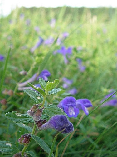 Corydalis fumariifolia (Corydalis fumariifolia)