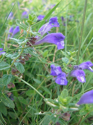 Corydalis fumariifolia