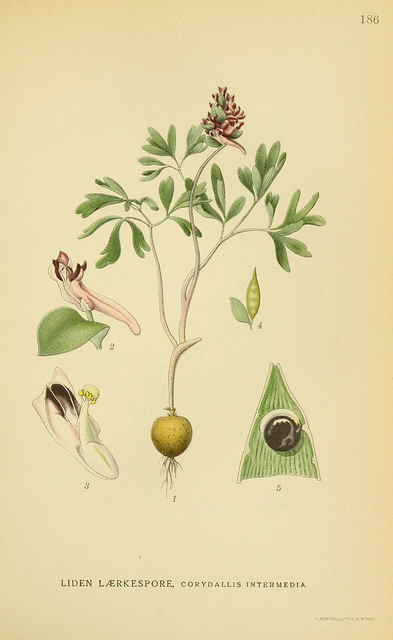 Corydale intermédiaire
