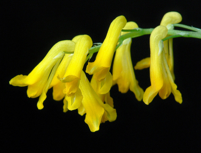 Corydale jaune