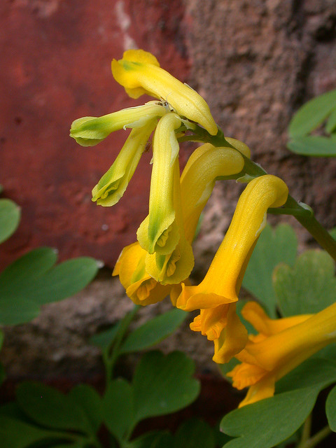 Corydale jaune