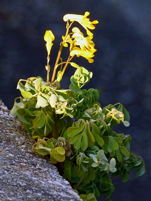 Corydale jaune