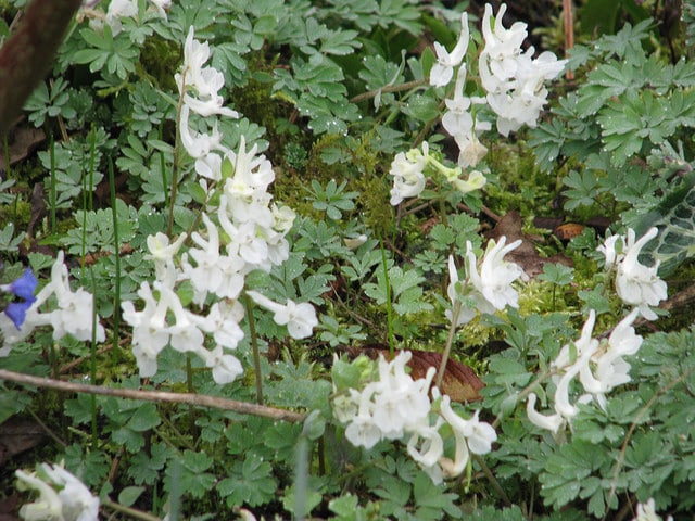 Corydalis malkensis