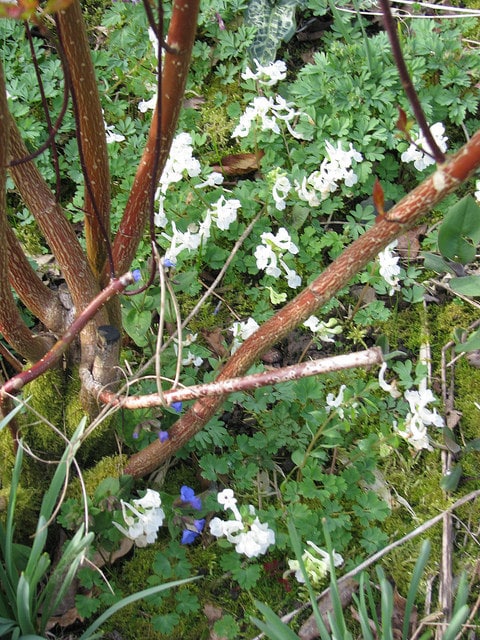 Corydalis malkensis