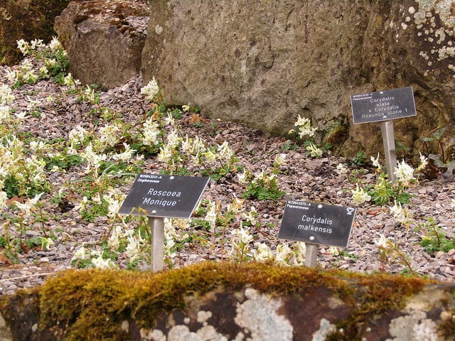 Corydalis malkensis