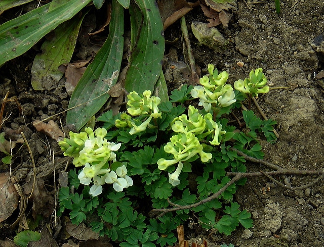 Corydalis malkensis