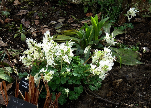 Corydalis malkensis