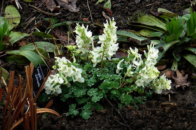 Corydalis malkensis (Corydalis malkensis)