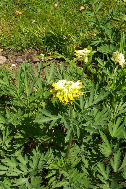 Corydale à grandes fleurs