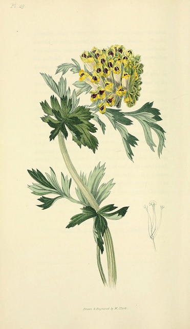 Corydale à grandes fleurs
