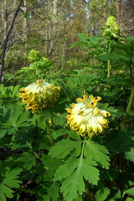 Corydale à grandes fleurs