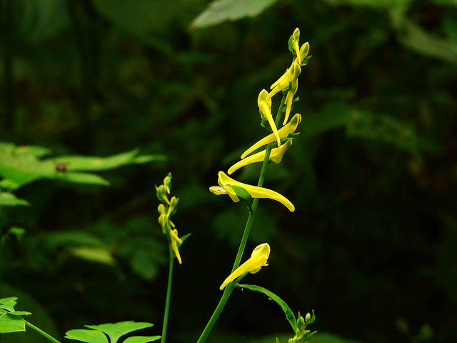 Corydalis ochotensis