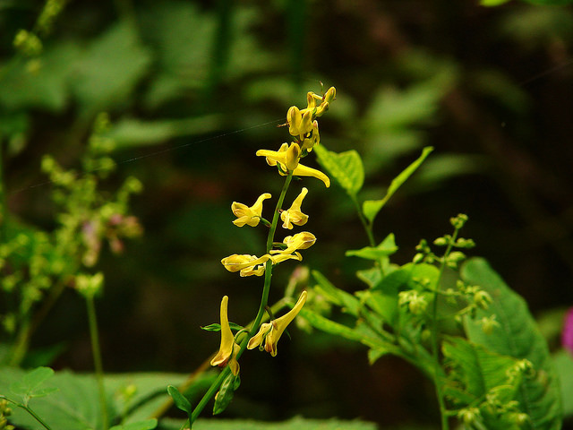 Corydalis ochotensis