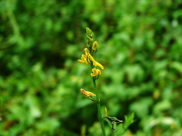 Corydalis ochotensis