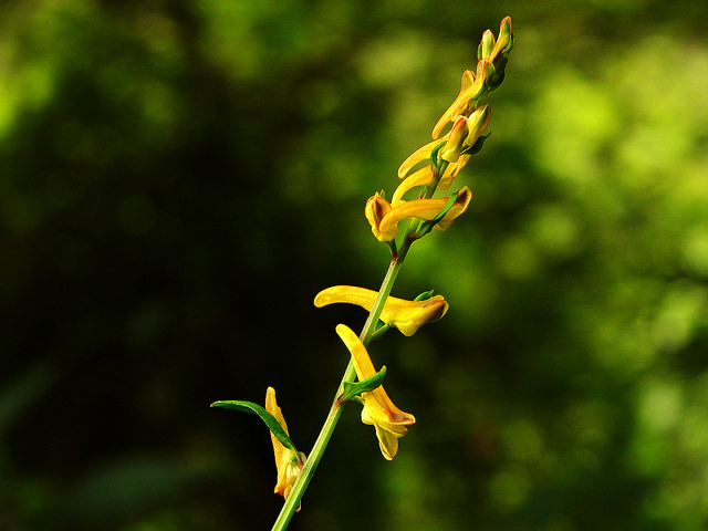 Corydalis ochotensis