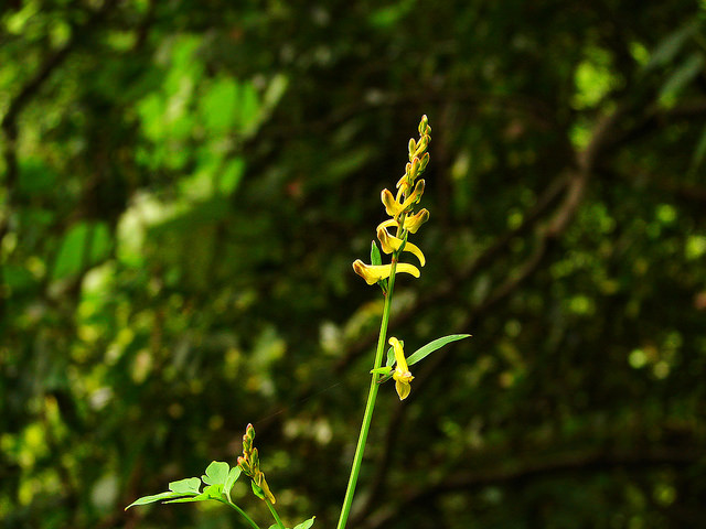 Corydalis ochotensis