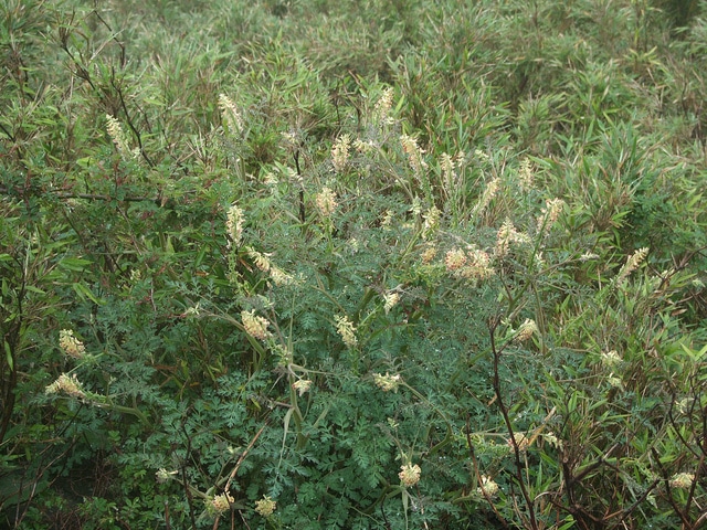 Corydalis ophiocarpa