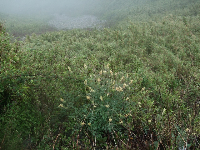 Corydalis ophiocarpa