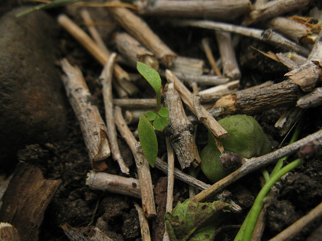 Corydale naine (Corydalis pumila)