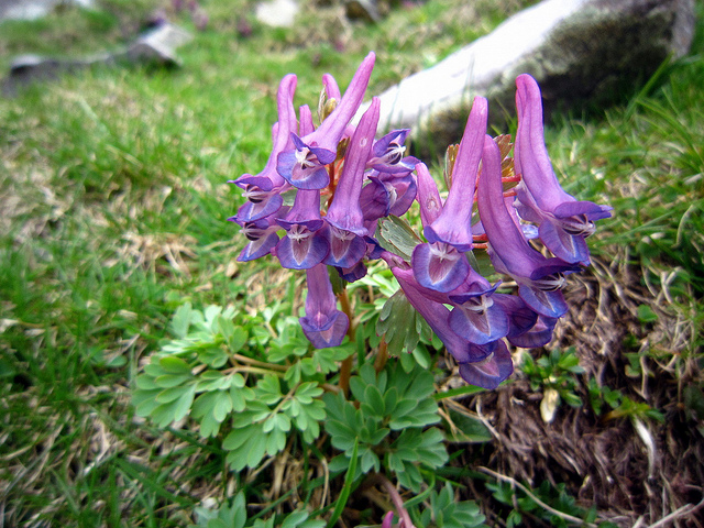 Corydale à bulbe plein