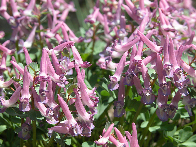 Corydale à bulbe plein (Corydalis solida)